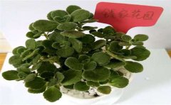 甲醛檢測處理真的有用嗎？