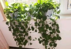 甲醛污染忌視而不見，快給你的新居通通風吧！