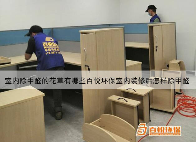 室內除甲醛的花草有哪些百悅環保室內裝修后怎樣除甲醛 室內除甲醛的花草有哪些百悅環保室內裝修后怎樣除甲醛